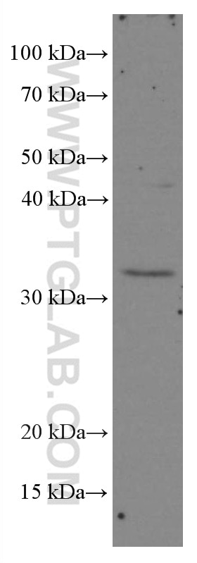Western Blot (WB) analysis of HEK-293 cells using XRCC2 Monoclonal antibody (66652-1-Ig)