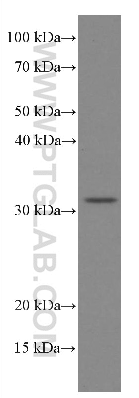 Western Blot (WB) analysis of Raji cells using XRCC2 Monoclonal antibody (66652-1-Ig)