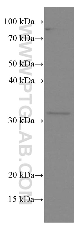 Western Blot (WB) analysis of NIH/3T3 cells using XRCC2 Monoclonal antibody (66652-1-Ig)