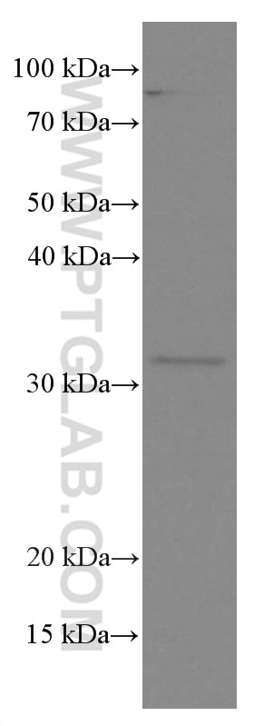 WB analysis of NIH/3T3 using 66652-1-Ig