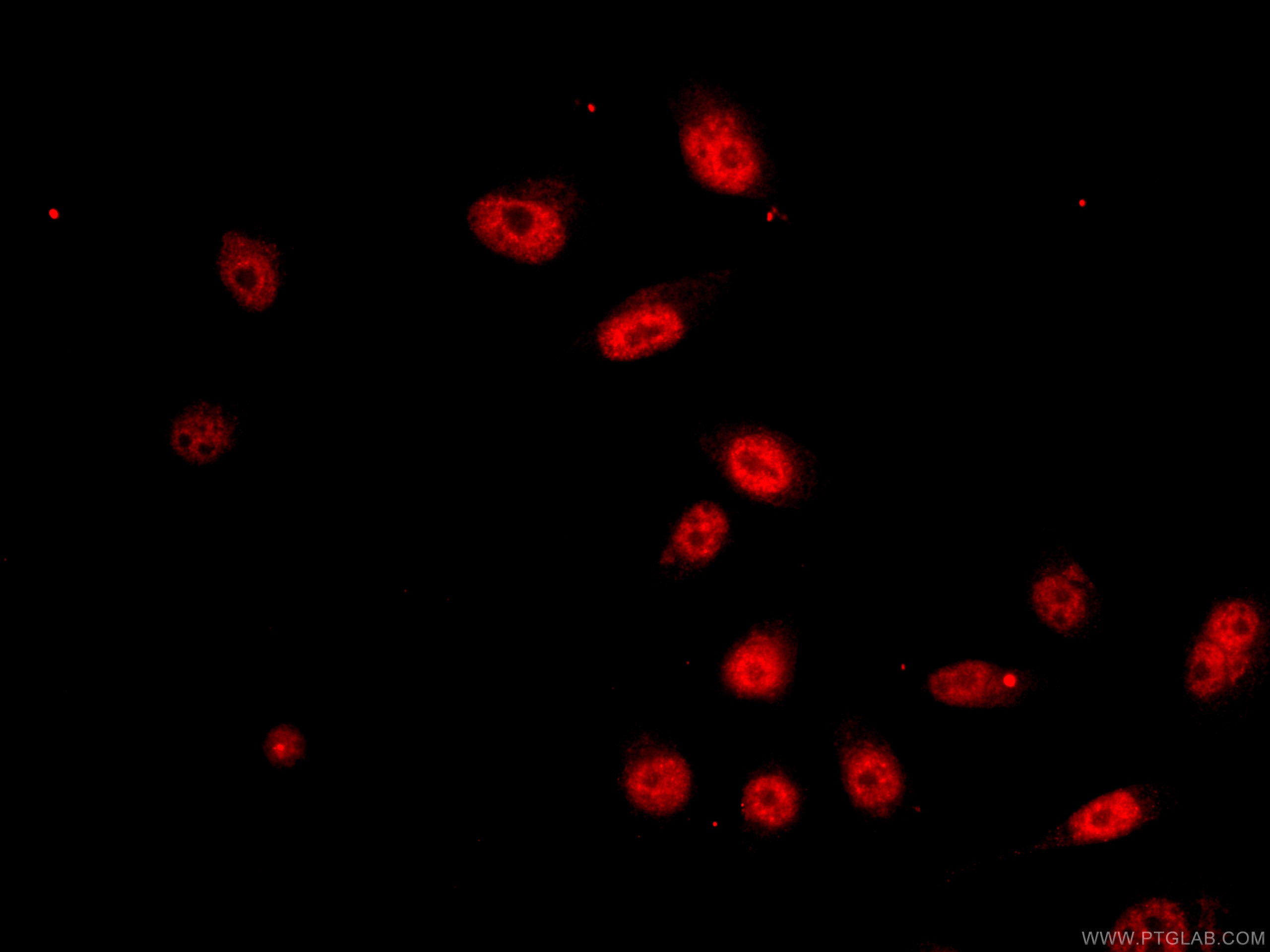 IF Staining of HepG2 using CL594-66652