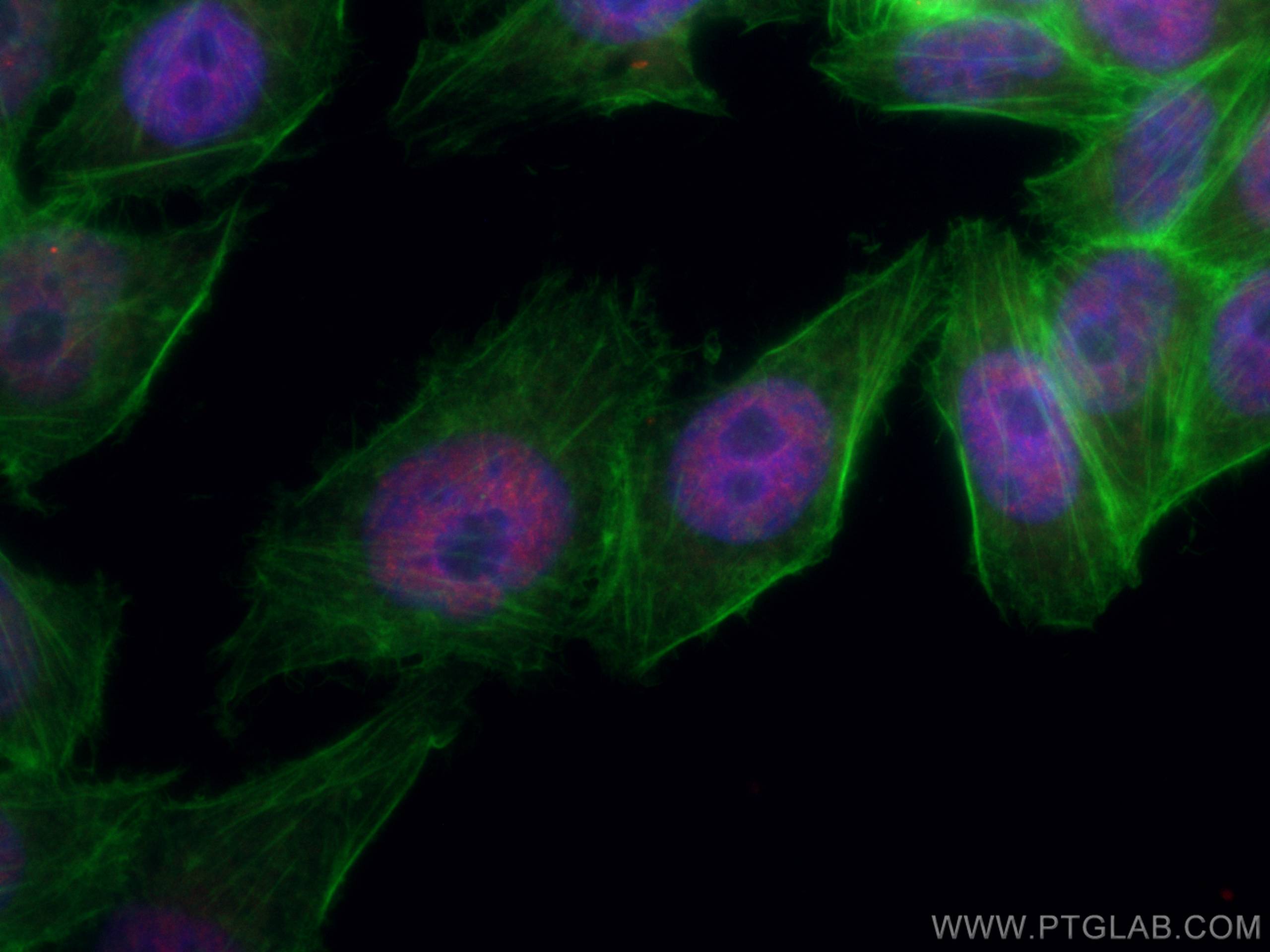 Immunofluorescence (IF) / fluorescent staining of L02 cells using CoraLite®594-conjugated XRCC2 Monoclonal antibody (CL594-66652)