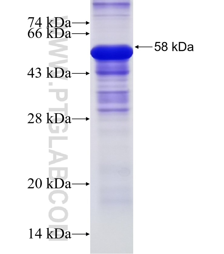 XRCC2 fusion protein Ag14011 SDS-PAGE