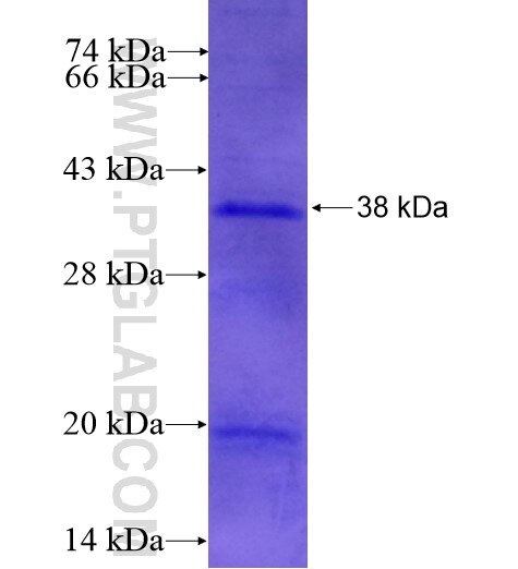 XRCC2 fusion protein Ag14421 SDS-PAGE