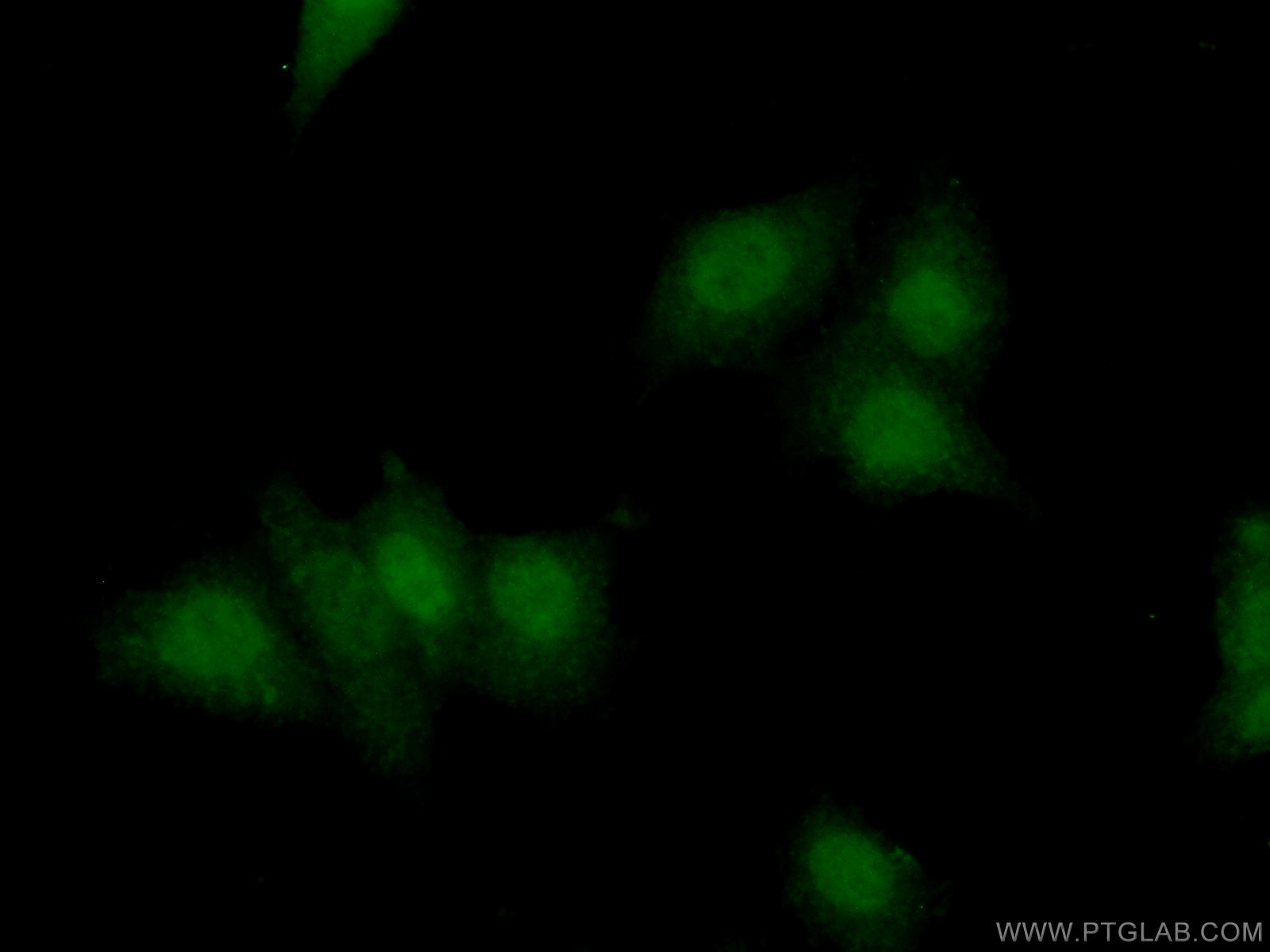 Immunofluorescence (IF) / fluorescent staining of MCF-7 cells using XRCC3 Polyclonal antibody (18494-1-AP)