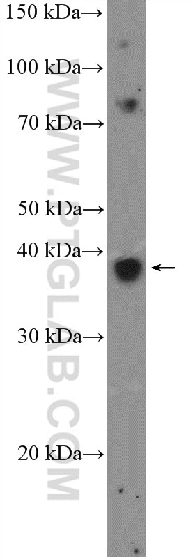 Western Blot (WB) analysis of MCF-7 cells using XRCC3 Polyclonal antibody (18494-1-AP)