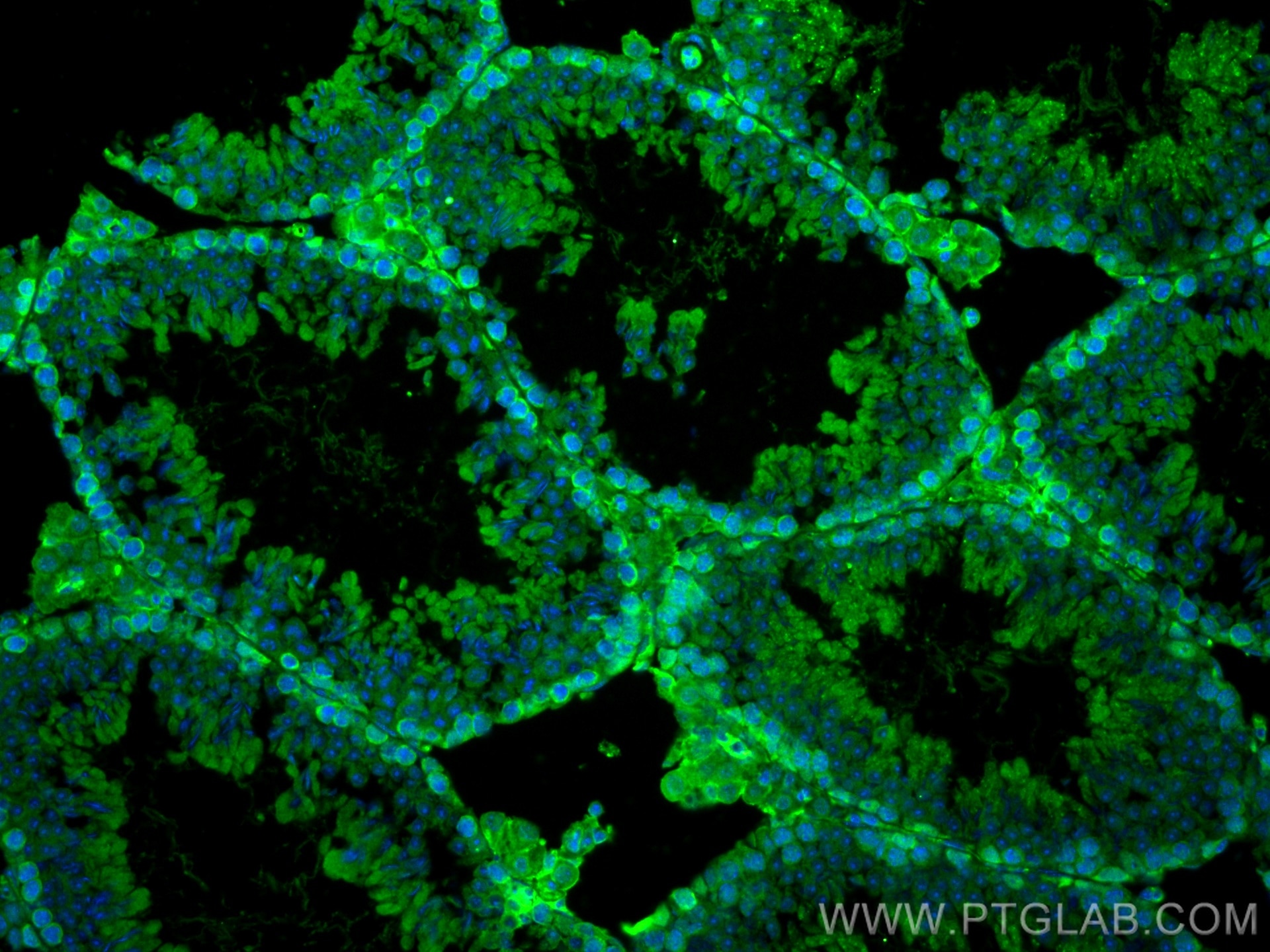 Immunofluorescence (IF) / fluorescent staining of mouse testis tissue using XRCC3 Monoclonal antibody (67222-1-Ig)
