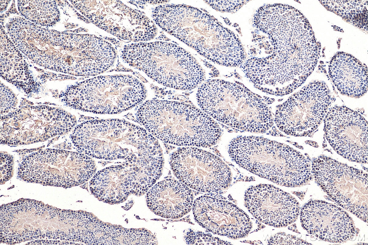 IHC staining of mouse testis using 67222-1-Ig