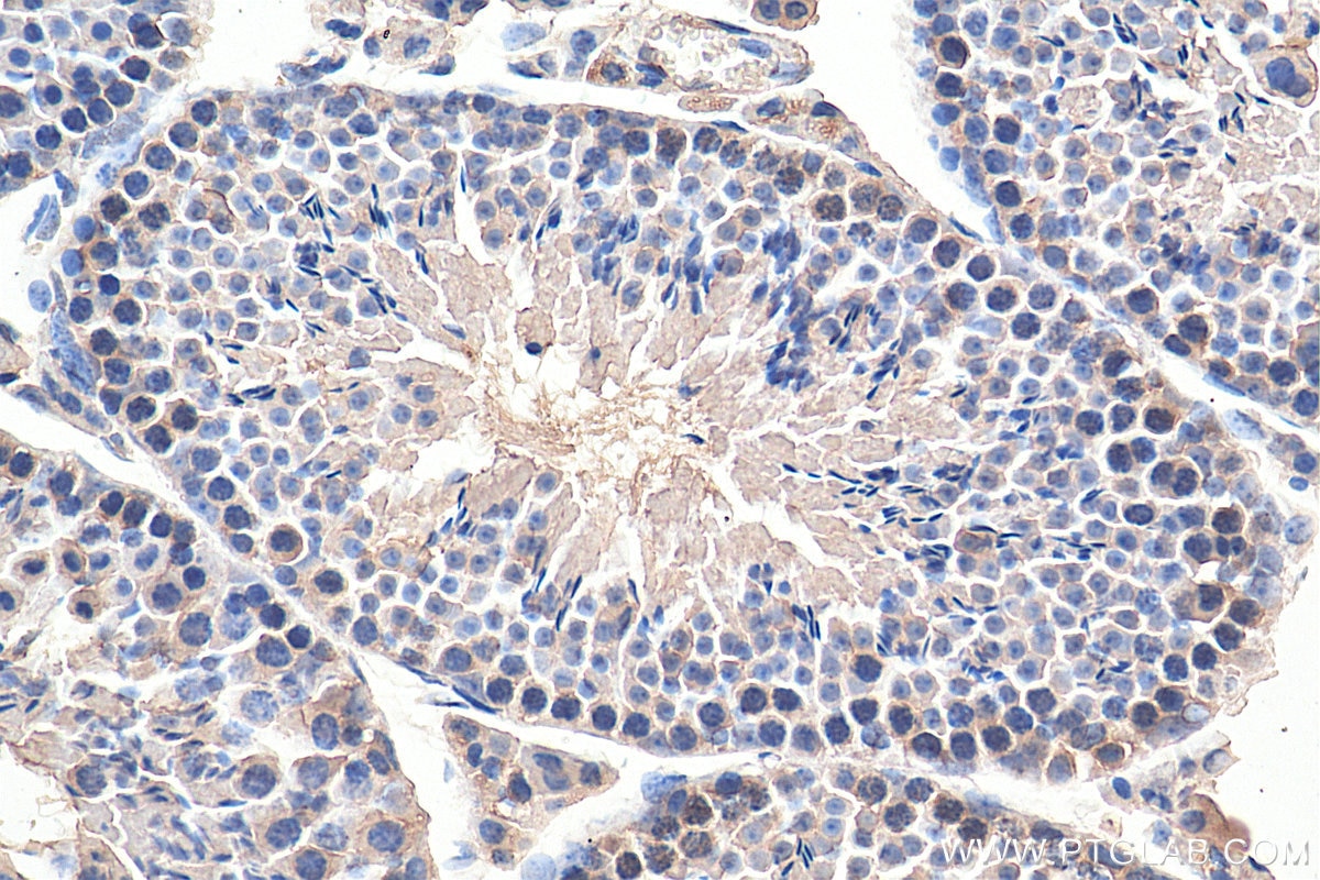 Immunohistochemistry (IHC) staining of mouse testis tissue using XRCC3 Monoclonal antibody (67222-1-Ig)