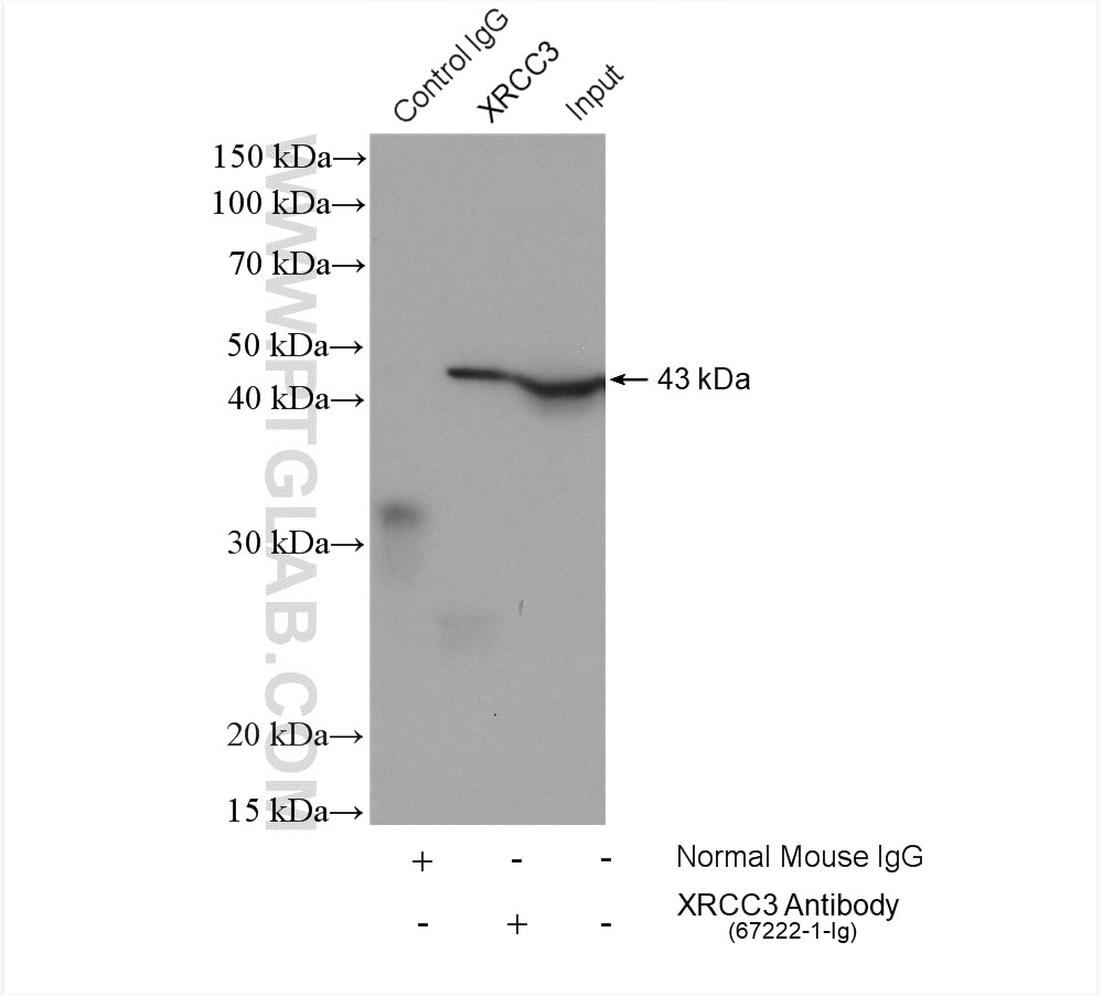 Immunoprecipitation (IP) experiment of MCF-7 cells using XRCC3 Monoclonal antibody (67222-1-Ig)