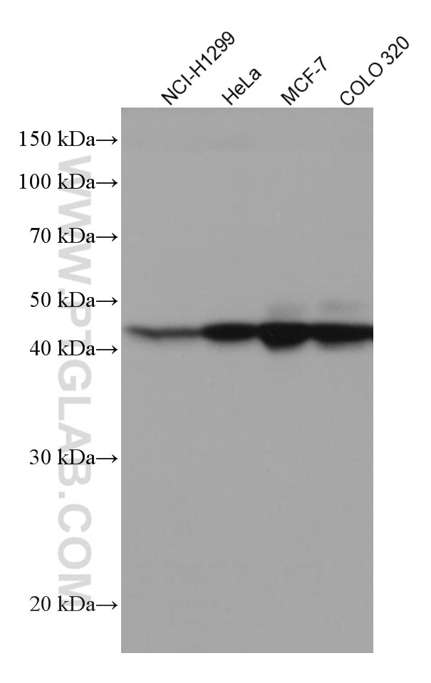 Western Blot (WB) analysis of various lysates using XRCC3 Monoclonal antibody (67222-1-Ig)