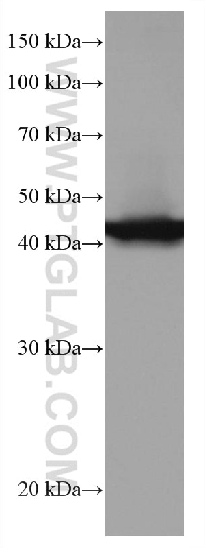 Western Blot (WB) analysis of HT-29 cells using XRCC3 Monoclonal antibody (67222-1-Ig)