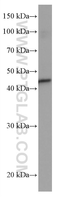 Western Blot (WB) analysis of HT-1080 cells using XRCC3 Monoclonal antibody (67222-1-Ig)