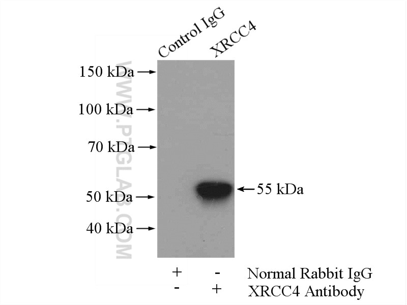 Immunoprecipitation (IP) experiment of HepG2 cells using XRCC4 Polyclonal antibody (15817-1-AP)