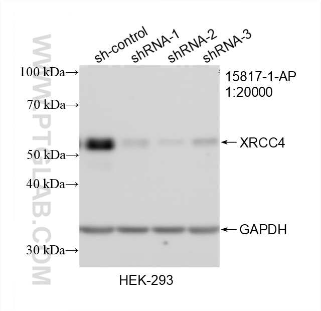Western Blot (WB) analysis of HEK-293 cells using XRCC4 Polyclonal antibody (15817-1-AP)