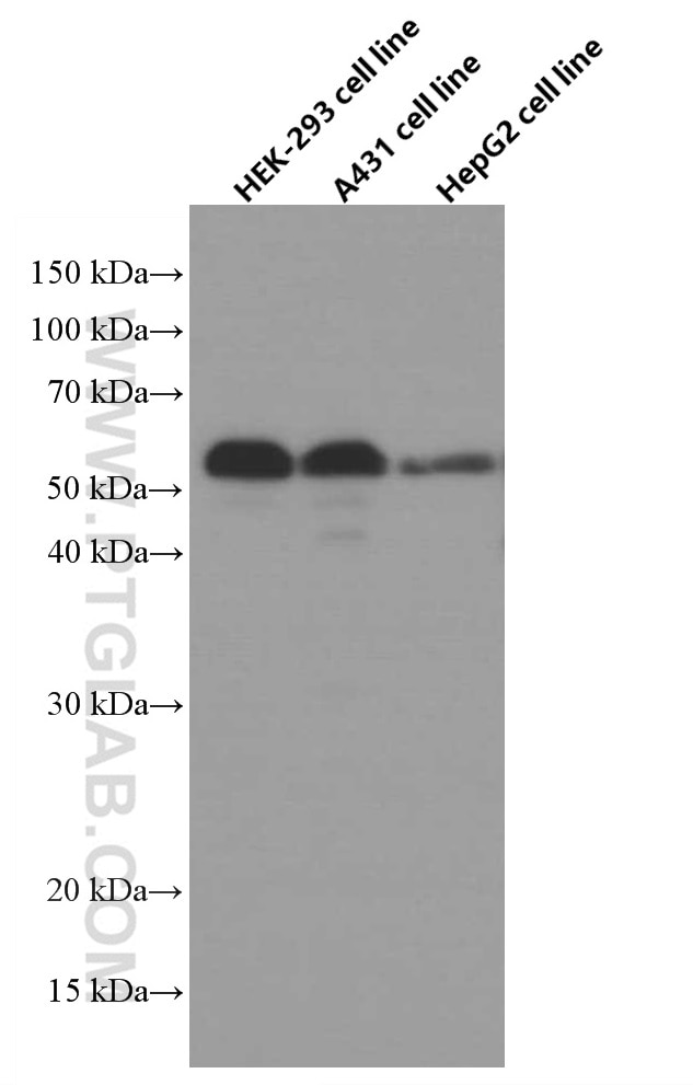 Western Blot (WB) analysis of various lysates using XRCC4 Monoclonal antibody (66621-1-Ig)
