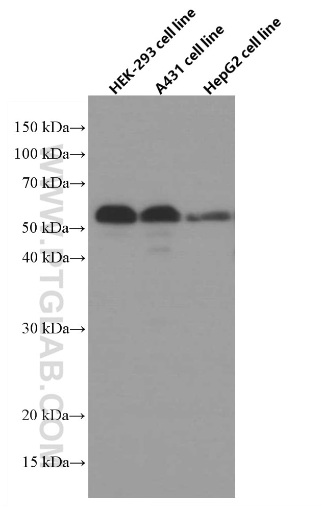 WB analysis using 66621-1-Ig