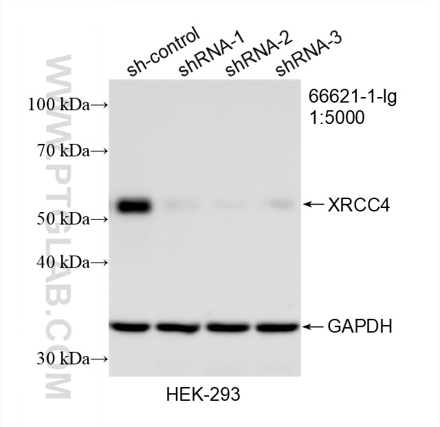 Western Blot (WB) analysis of HEK-293 cells using XRCC4 Monoclonal antibody (66621-1-Ig)