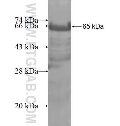 XRCC4 fusion protein Ag8606 SDS-PAGE