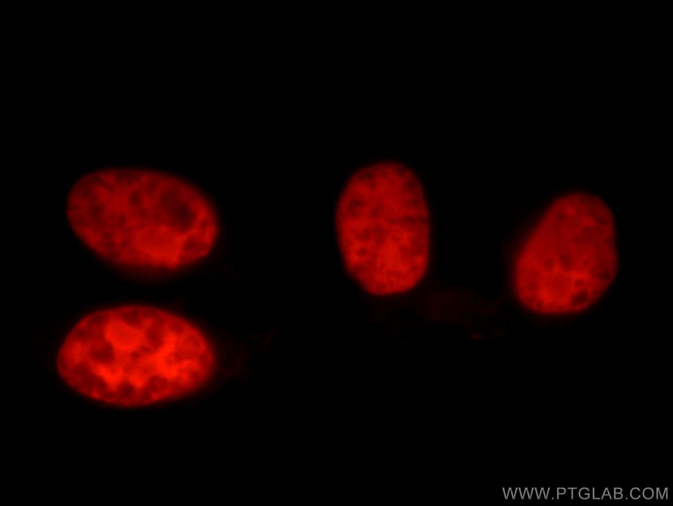 Immunofluorescence (IF) / fluorescent staining of HepG2 cells using XRCC5/Ku80 Polyclonal antibody (16389-1-AP)