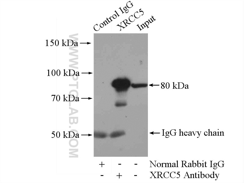 Immunoprecipitation (IP) experiment of HEK-293 cells using XRCC5/Ku80 Polyclonal antibody (16389-1-AP)
