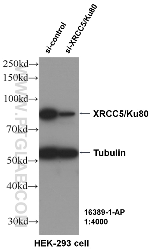 Western Blot (WB) analysis of HEK-293 cells using XRCC5/Ku80 Polyclonal antibody (16389-1-AP)