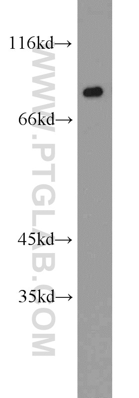 Western Blot (WB) analysis of HepG2 cells using XRCC5/Ku80 Polyclonal antibody (16389-1-AP)