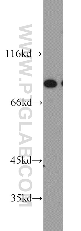 Western Blot (WB) analysis of HEK-293 cells using XRCC5/Ku80 Polyclonal antibody (16389-1-AP)