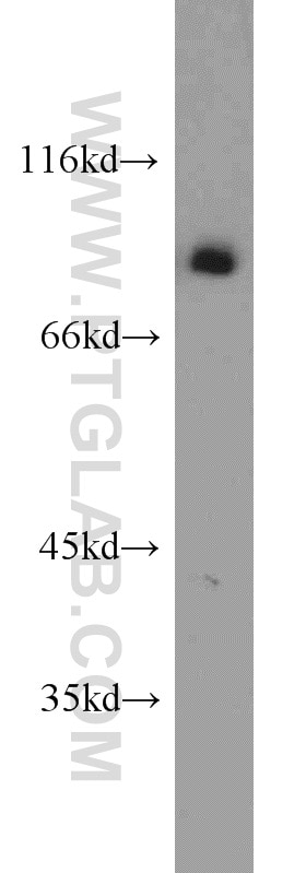 Western Blot (WB) analysis of K-562 cells using XRCC5/Ku80 Polyclonal antibody (16389-1-AP)