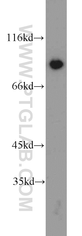 Western Blot (WB) analysis of HeLa cells using XRCC5/Ku80 Polyclonal antibody (16389-1-AP)