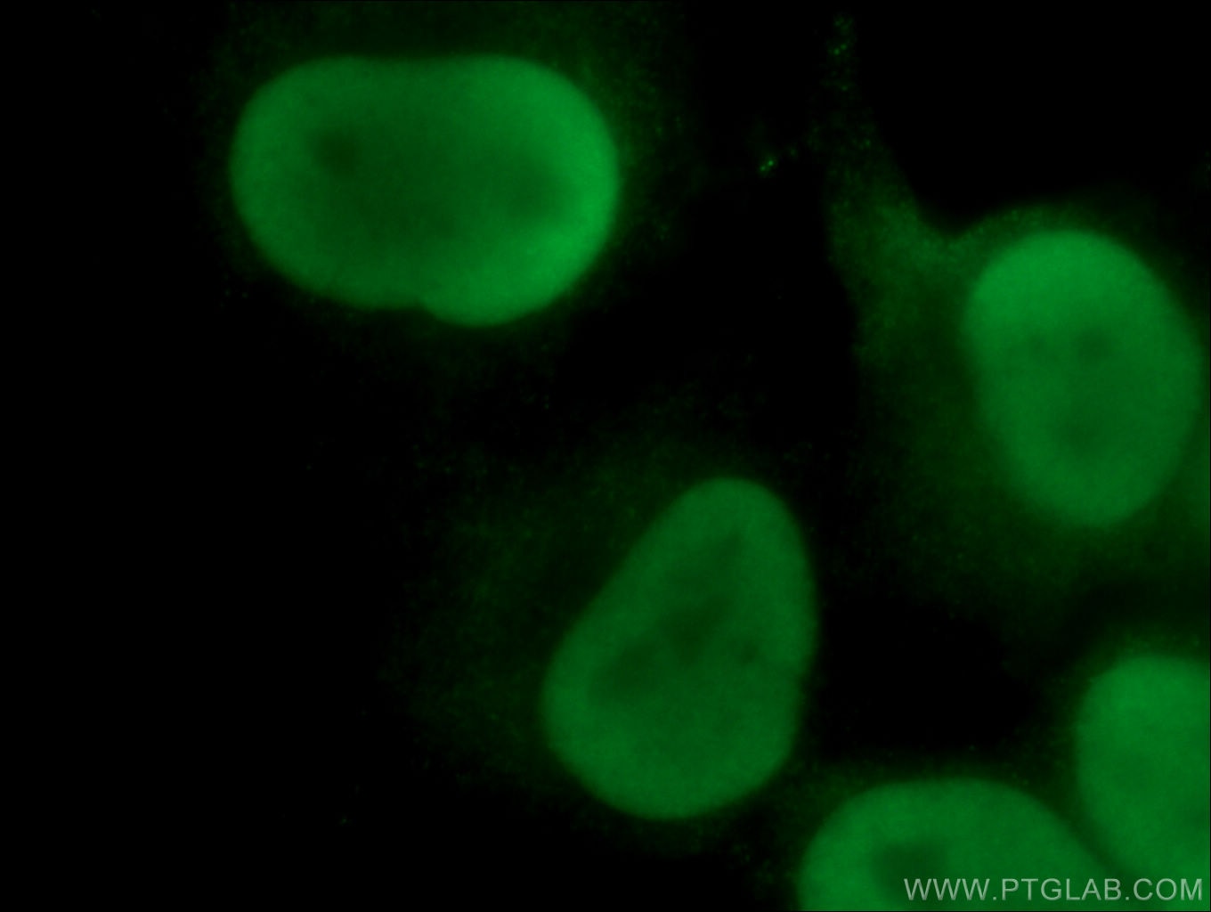 Immunofluorescence (IF) / fluorescent staining of HeLa cells using XRCC5 Monoclonal antibody (66546-1-Ig)