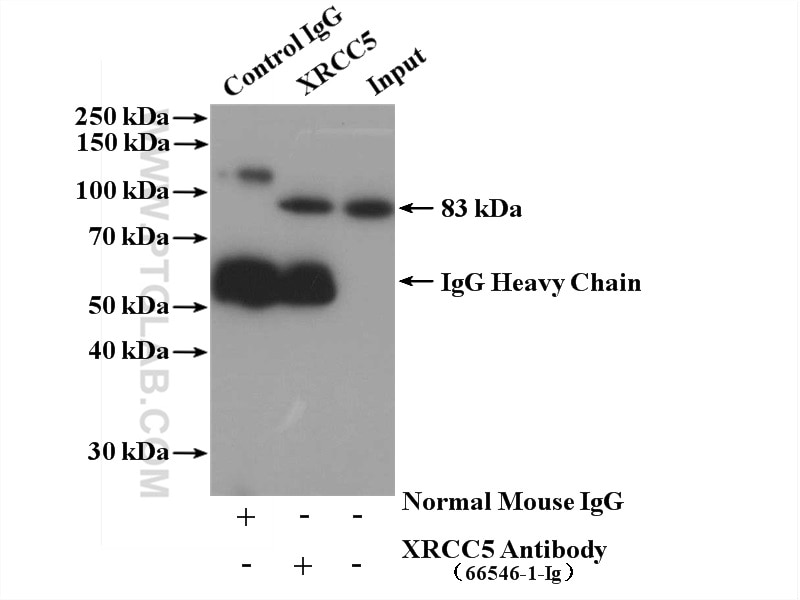 Immunoprecipitation (IP) experiment of HeLa cells using XRCC5 Monoclonal antibody (66546-1-Ig)