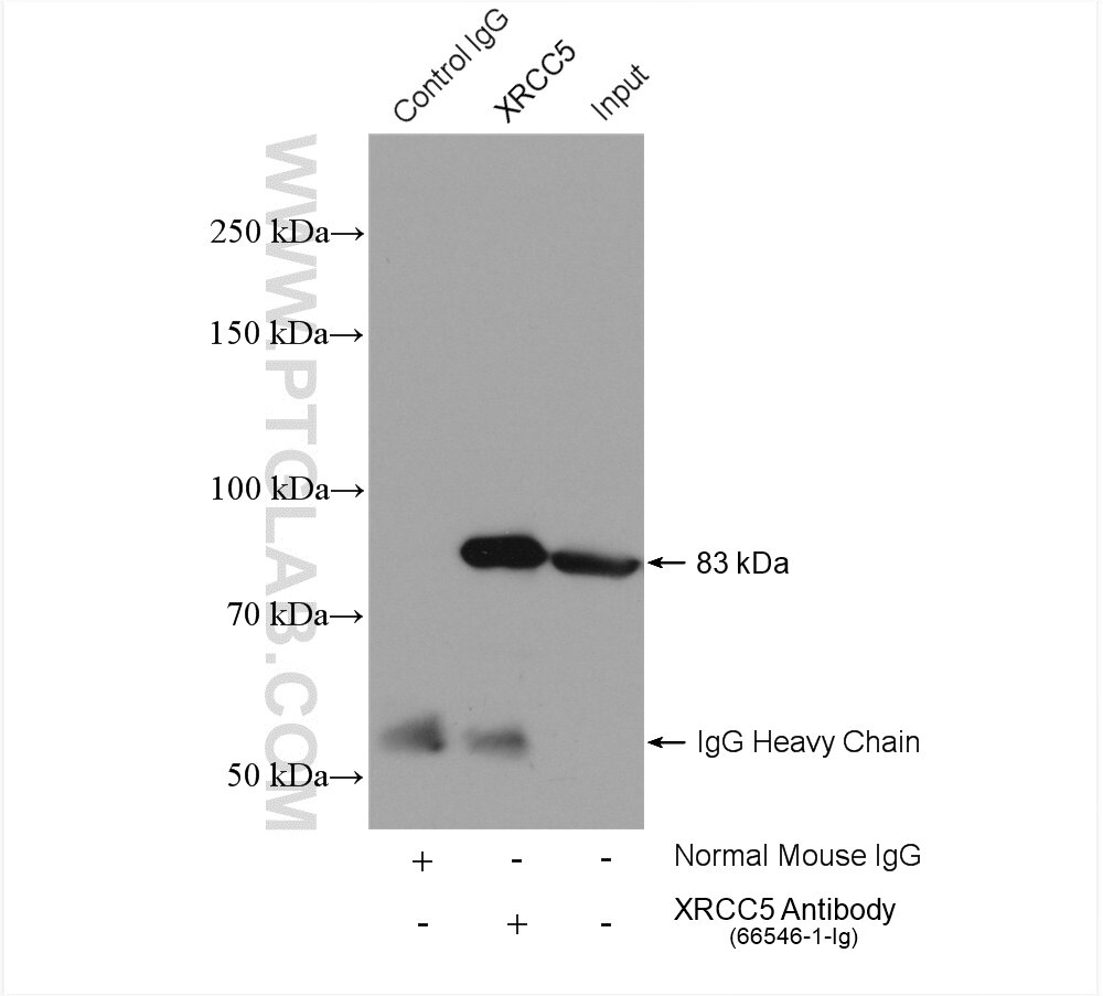 Immunoprecipitation (IP) experiment of HeLa cells using XRCC5 Monoclonal antibody (66546-1-Ig)