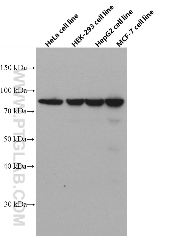 Western Blot (WB) analysis of various lysates using XRCC5 Monoclonal antibody (66546-1-Ig)