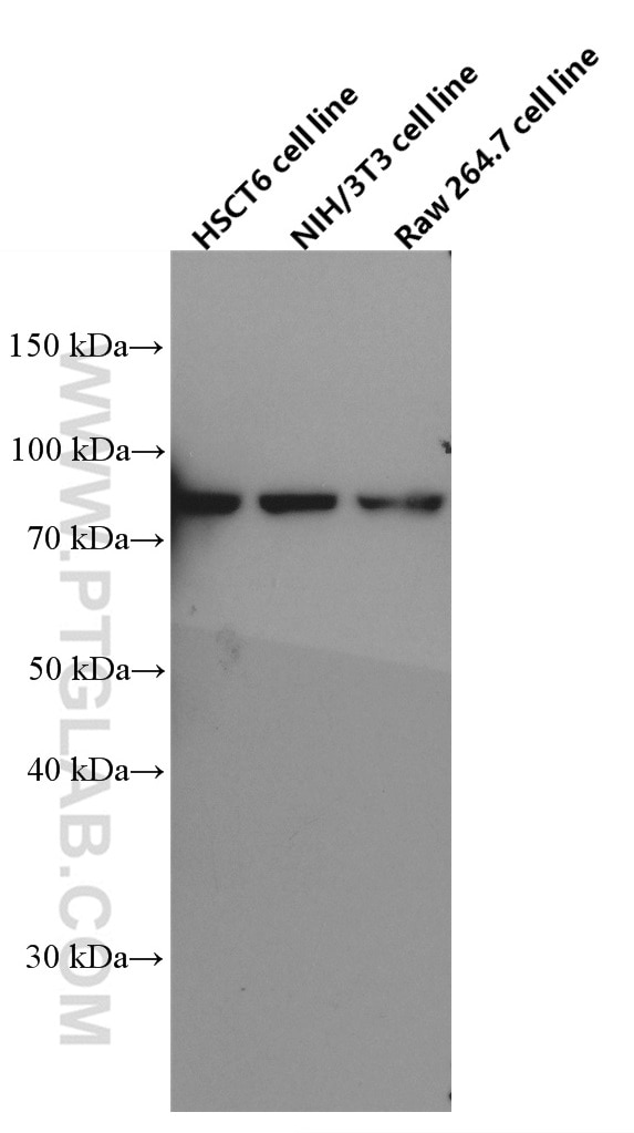 Western Blot (WB) analysis of HSC-T6 cells using XRCC5 Monoclonal antibody (66546-1-Ig)