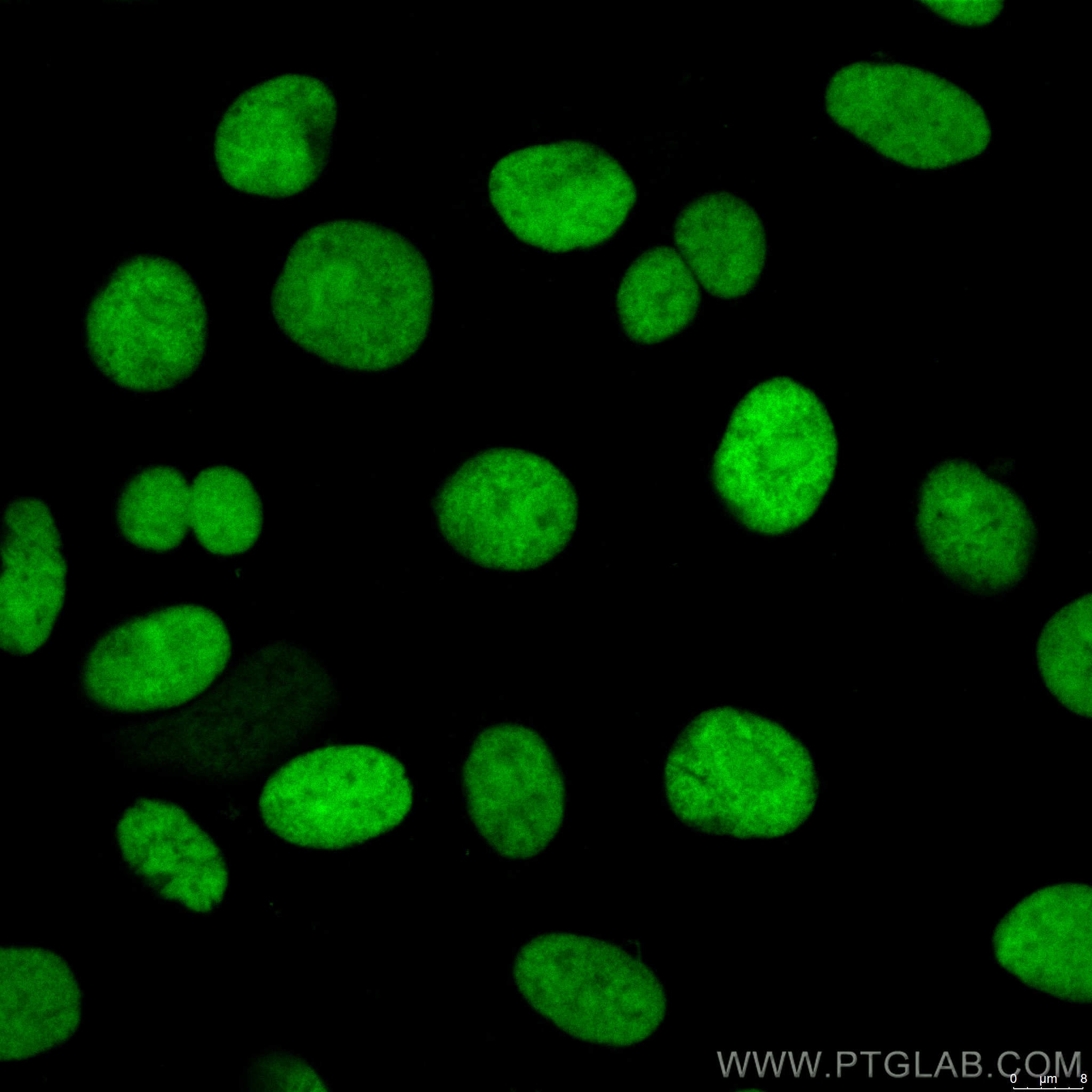 Immunofluorescence (IF) / fluorescent staining of HepG2 cells using CoraLite® Plus 488-conjugated XRCC5 Monoclonal ant (CL488-66546)