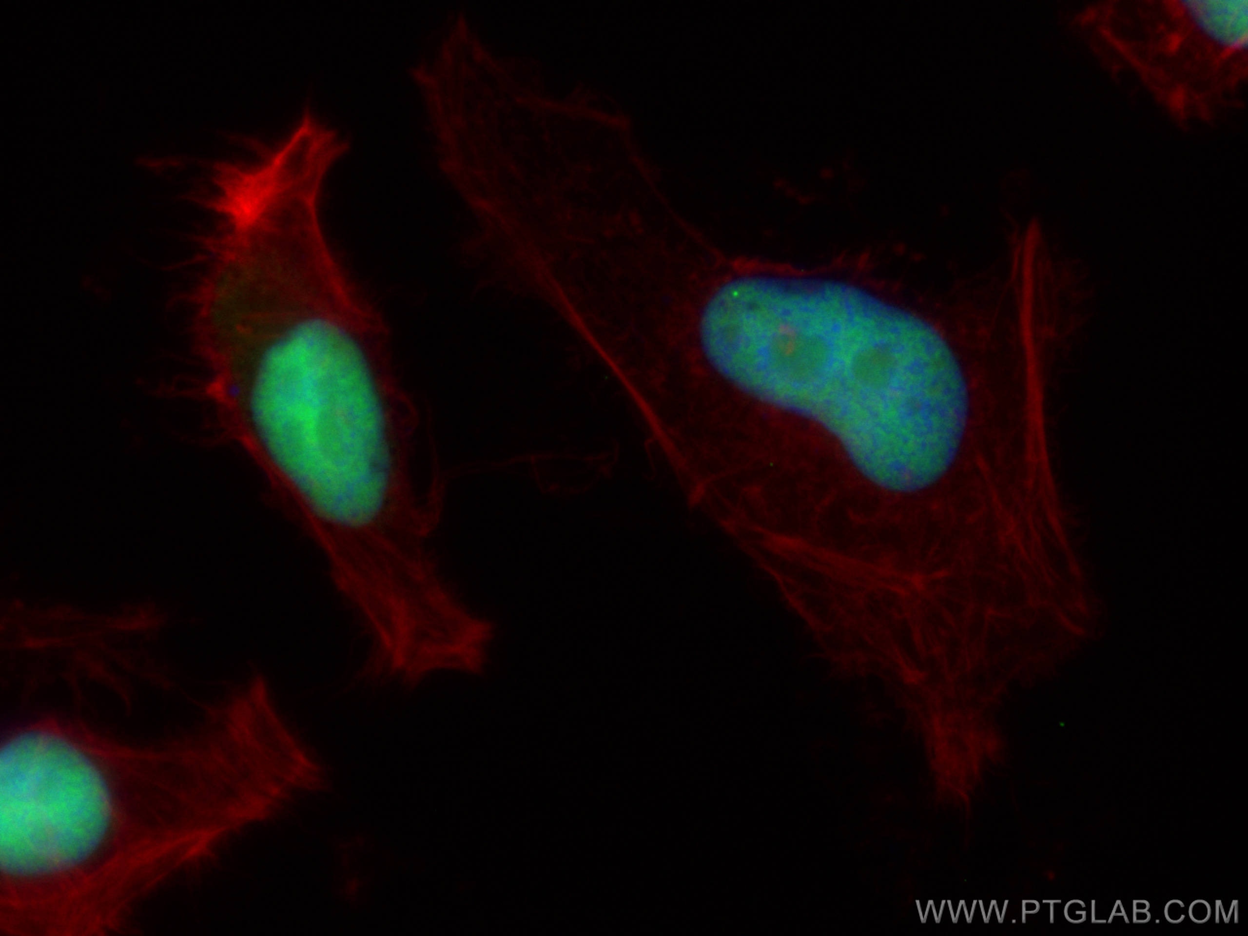 Immunofluorescence (IF) / fluorescent staining of HeLa cells using CoraLite®488-conjugated XRCC5 Monoclonal antibody (CL488-66546)