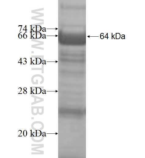 XRCC5 fusion protein Ag9454 SDS-PAGE