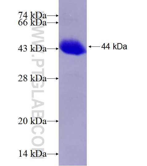XRCC5 fusion protein Ag9512 SDS-PAGE