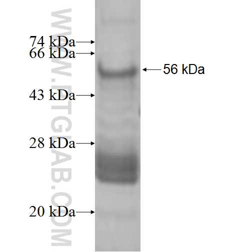 XRCC6BP1 fusion protein Ag9042 SDS-PAGE