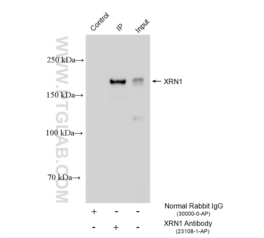 Immunoprecipitation (IP) experiment of HeLa cells using XRN1 Polyclonal antibody (23108-1-AP)