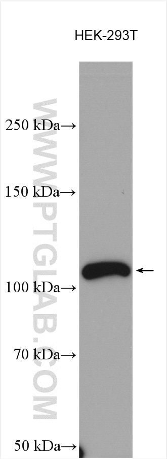 Western Blot (WB) analysis of various lysates using XRN2 Polyclonal antibody (11267-1-AP)