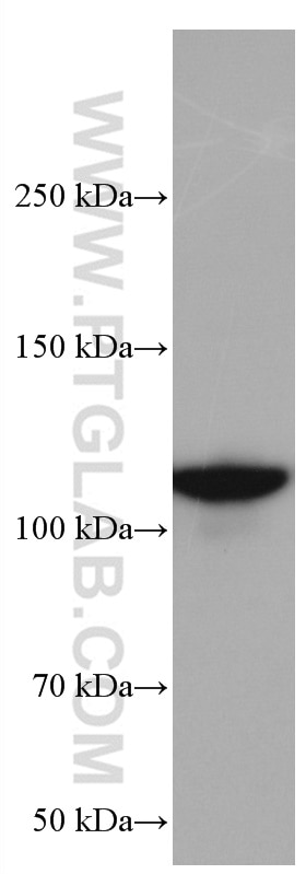 Western Blot (WB) analysis of HEK-293 cells using XRN2 Monoclonal antibody (66852-1-Ig)