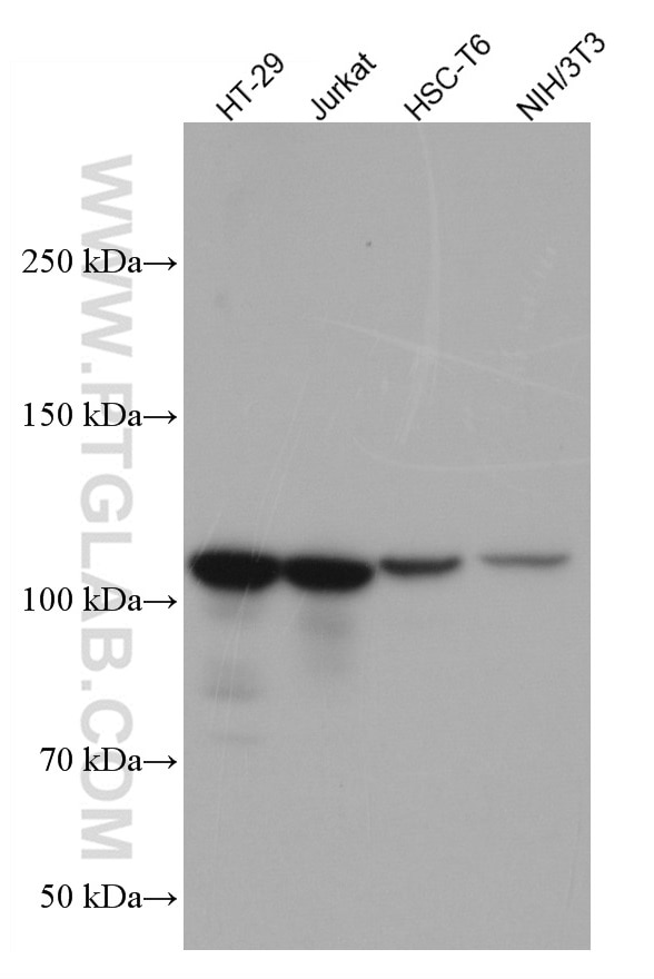 Western Blot (WB) analysis of various lysates using XRN2 Monoclonal antibody (66852-1-Ig)