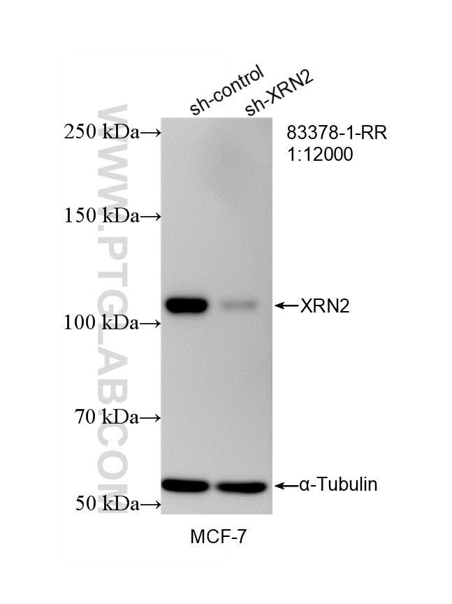 Western Blot (WB) analysis of MCF-7 cells using XRN2 Recombinant antibody (83378-1-RR)