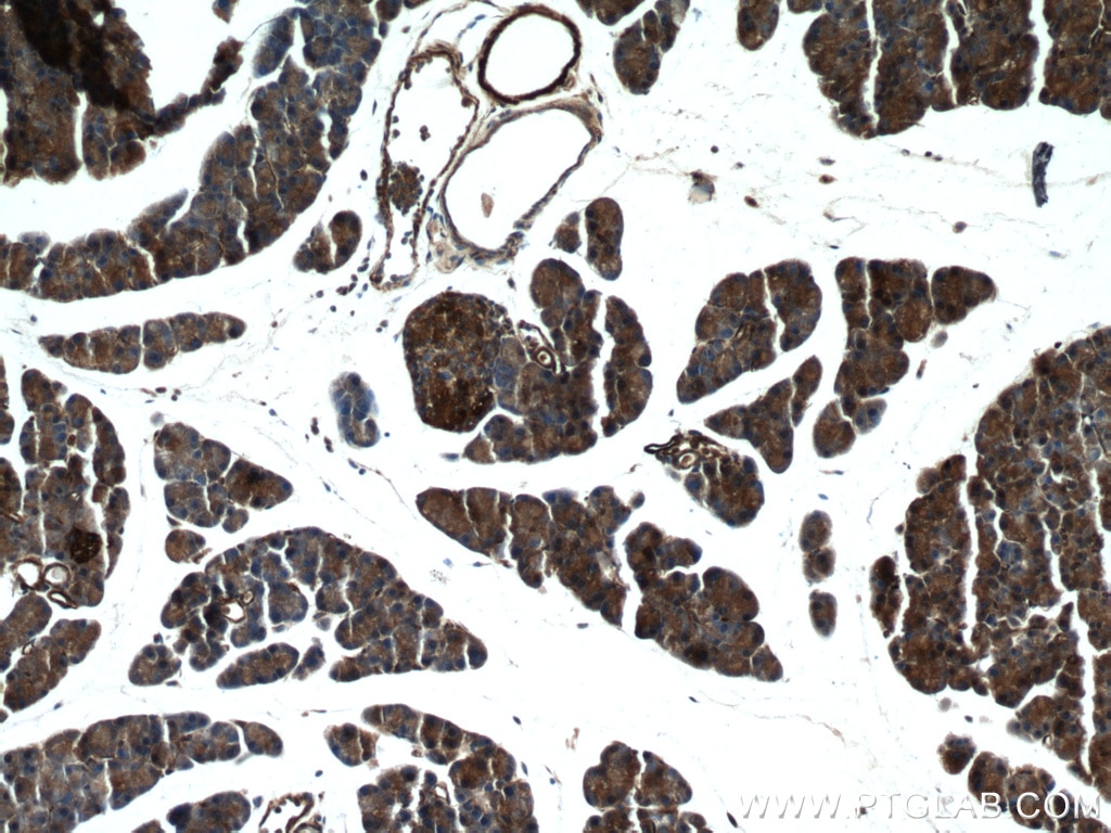 Immunohistochemistry (IHC) staining of mouse pancreas tissue using XYLT1 Polyclonal antibody (55061-1-AP)