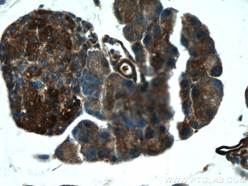 Immunohistochemistry (IHC) staining of mouse pancreas tissue using XYLT1 Polyclonal antibody (55061-1-AP)