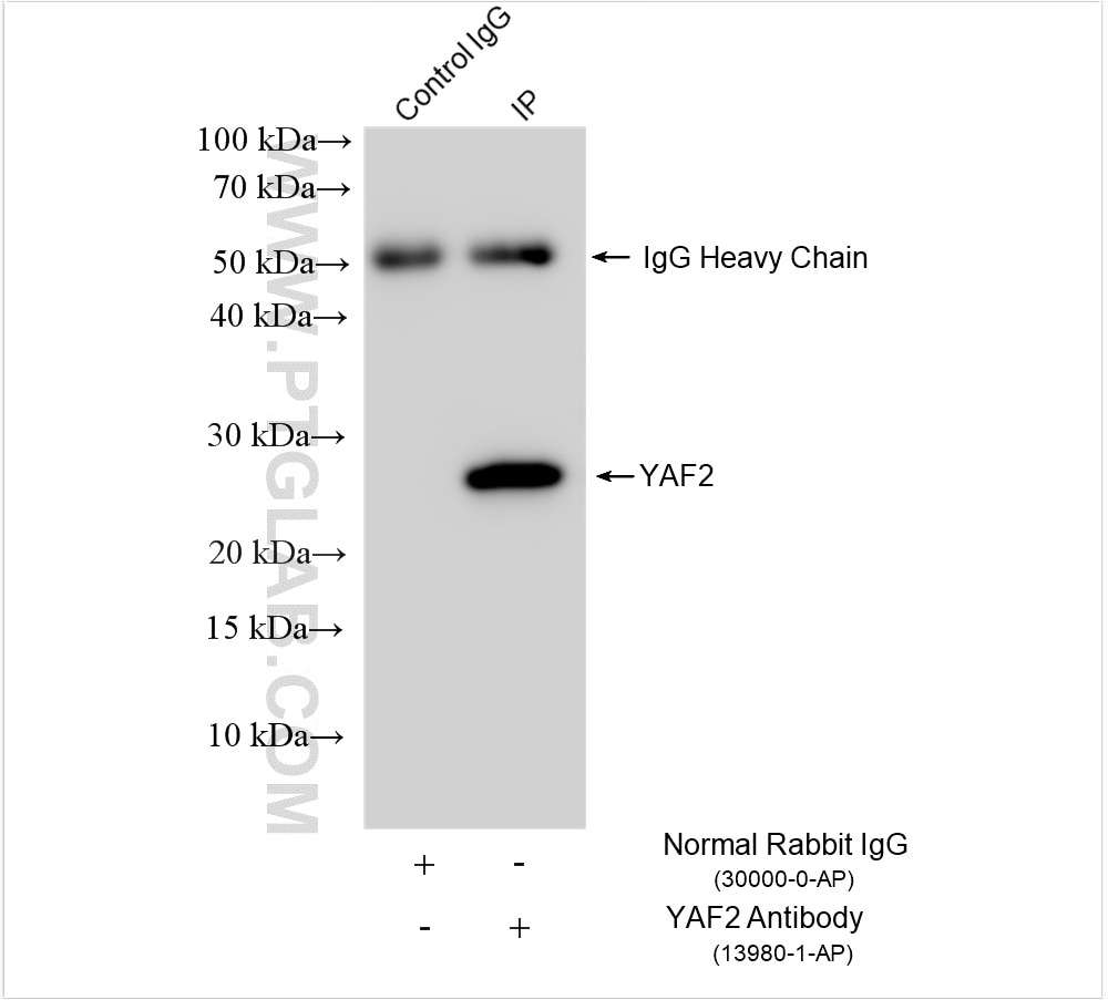 Immunoprecipitation (IP) experiment of Jurkat cells using YAF2 Polyclonal antibody (13980-1-AP)