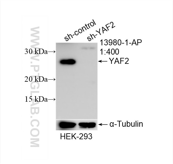 Western Blot (WB) analysis of HEK-293 cells using YAF2 Polyclonal antibody (13980-1-AP)