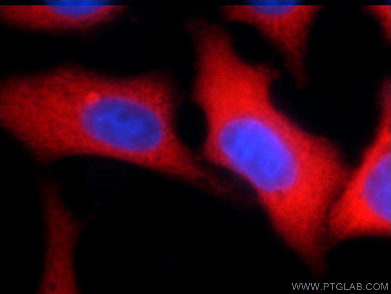 Immunofluorescence (IF) / fluorescent staining of HepG2 cells using YAP1 Polyclonal antibody (13584-1-AP)